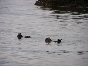 Otters at Halibut Cove image