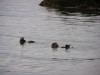 Otters at Halibut Cove