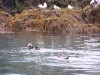 Otters at Halibut Cove