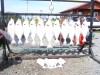 Halibut Catch