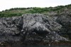 Gull Nests