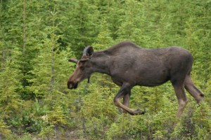 Moose image