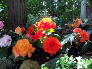 Flowers in Butchart Gardens image