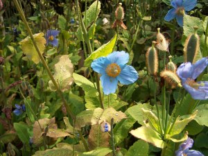 Meconopsis (Tibetan Blue Poppy) image