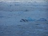 Bay near Hubbard glacier