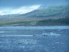 Bay near Hubbard glacier