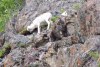 Dall sheep