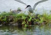 An Arctic Turn feeding a chick