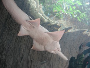 Sawfish image