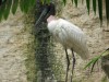 Jabiru stork by Elton Smith