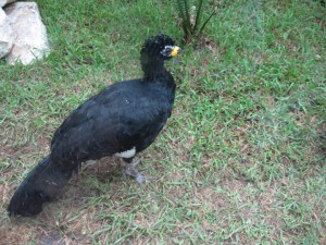 Bare faced curassow image