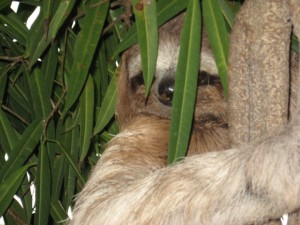 Three Toed Sloth image