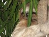 Three Toed Sloth by Elton Smith
