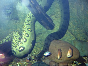Anaconda under the water image