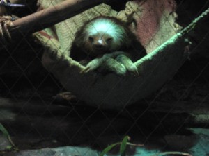 A sloth in a sling image