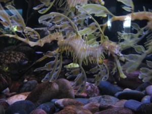 Leafy Seadragon image
