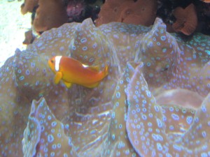 A Clown Fish image