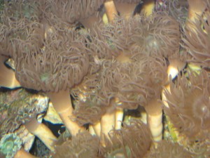 Sea Anemones image