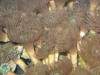 Sea Anemones by Elton Smith