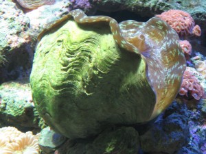 A Large Shellfish image
