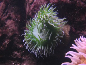 Sea Anemones image