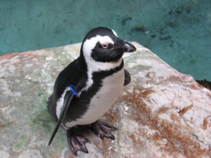 Black-footed Penguins image