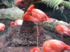 Pink Flamingos by Elton Smith