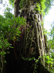 Tree Trunk image