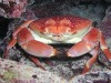 A crab by Mike Goldberg