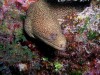 Moray eel by Mike Goldberg