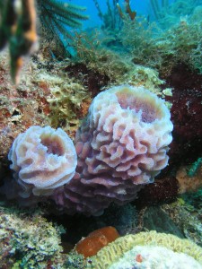 Sponges image