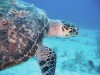 Sea Turtle by Mike Goldberg