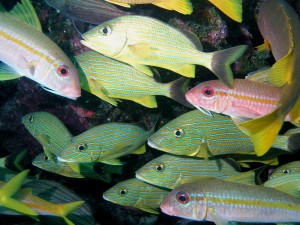 School of fish image