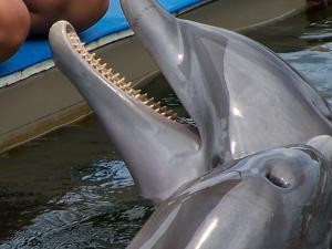 Dolphins image
