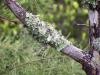 Moss on a branch