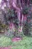 Amelia Earhart banyan tree by Patsy Stevens