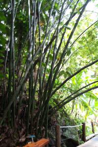 Sugar cane image