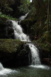 Waterfall in Botanical Gardens image