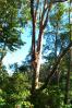 Rainbow bark eucalyptus trees