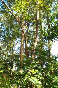 Rainbow bark eucalyptus trees image