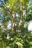 Rainbow bark eucalyptus trees