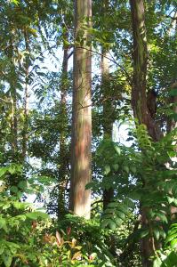 Rainbow bark eucalyptus trees image