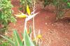 Bird of Paradise flower