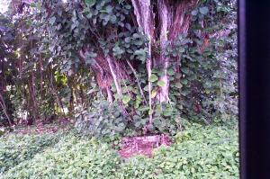 Amelia Earhart Banyan tree image