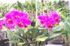 Orchid nursery