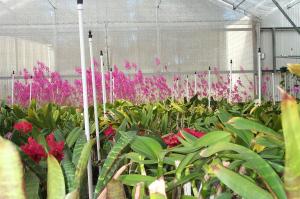 Orchid nursery image