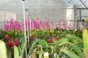 Orchid nursery