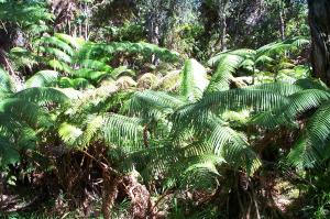 Rain Forest in Kona image