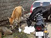 Cows in the street in Shivaji Nagar by Elton Smith