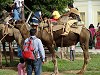 Riding camels at Mysore palace